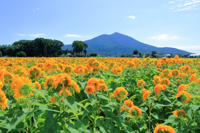 浮気調査のご相談（筑西市の風景）