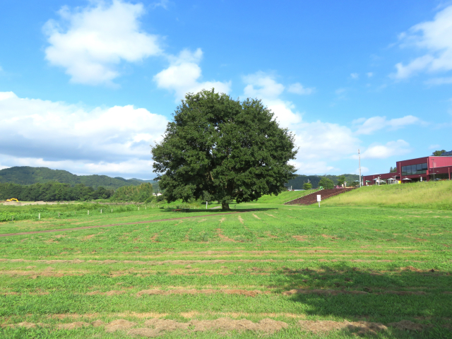 常陸大宮市で浮気調査のご相談はMRS探偵事務所まで